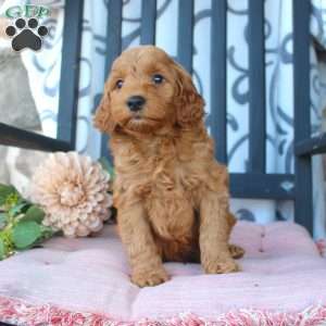 Mikey, Mini Goldendoodle Puppy