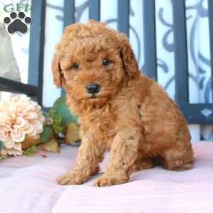 Megan, Mini Goldendoodle Puppy