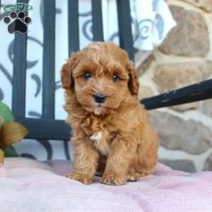 Michelle, Mini Goldendoodle Puppy