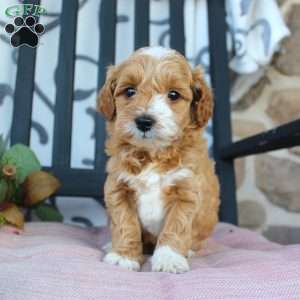 Makayla, Mini Goldendoodle Puppy