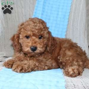 Braden, Mini Goldendoodle Puppy