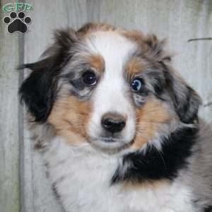 Kali, Miniature Australian Shepherd Puppy