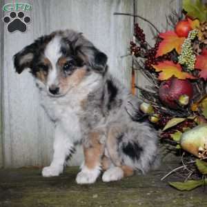 Kasper, Miniature Australian Shepherd Puppy