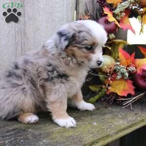 Leah, Miniature Australian Shepherd Puppy