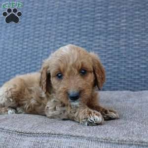 Prince, Mini Goldendoodle Puppy