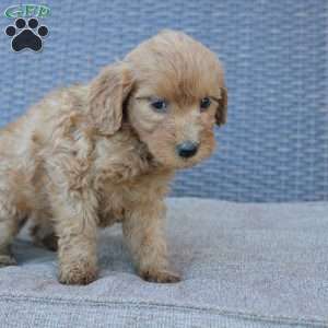 Rosie, Mini Goldendoodle Puppy