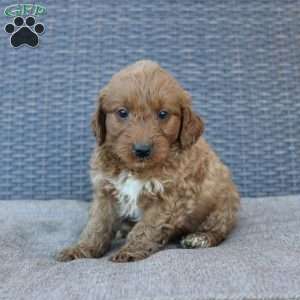 Rocky, Mini Goldendoodle Puppy