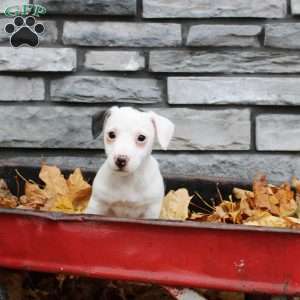 Lilly, Jack Russell Terrier Puppy