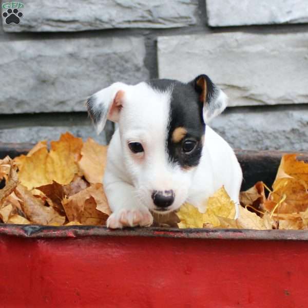 Buster, Jack Russell Terrier Puppy