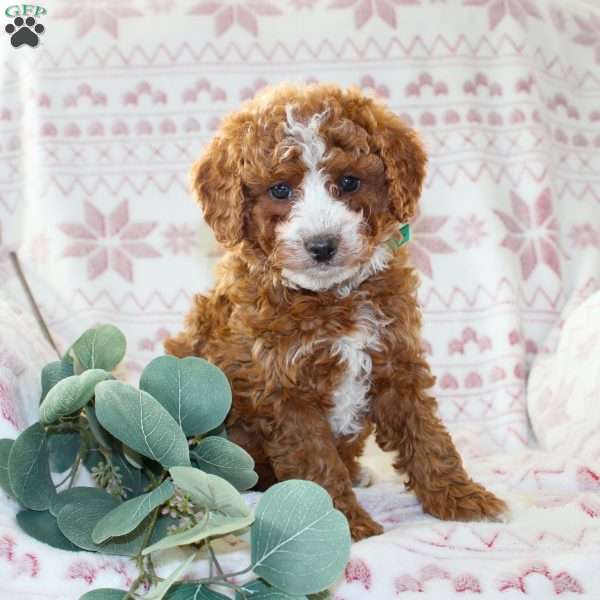 Bailey, Mini Aussiedoodle Puppy