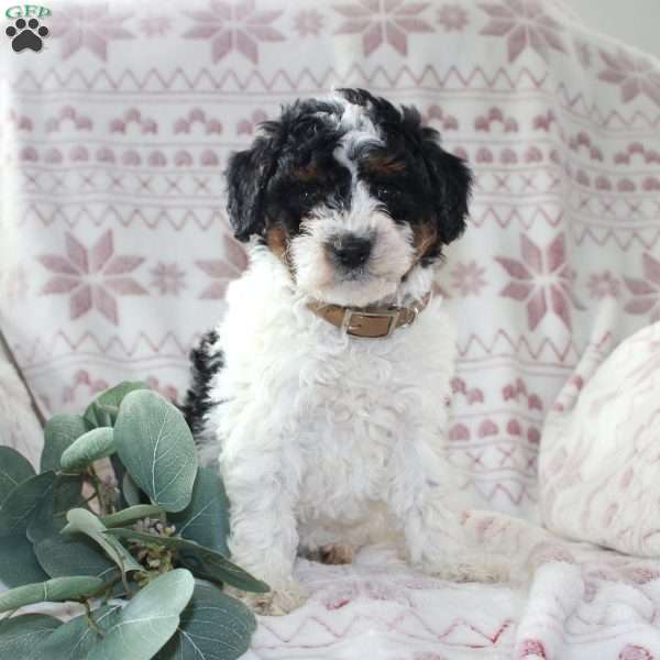 Willow, Mini Aussiedoodle Puppy