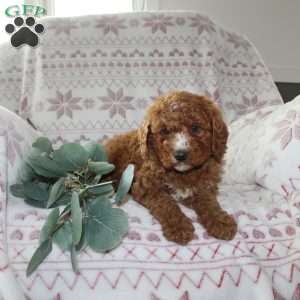 Ruby, Mini Aussiedoodle Puppy