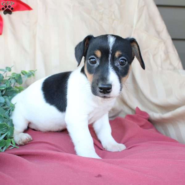 Ephraim, Jack Russell Terrier Puppy