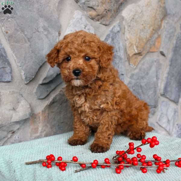 Junior, Toy Poodle Puppy