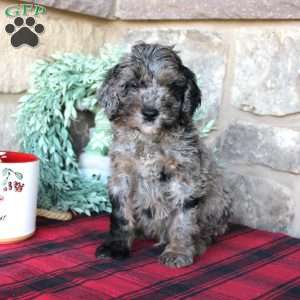 Kenny, Mini Labradoodle Puppy