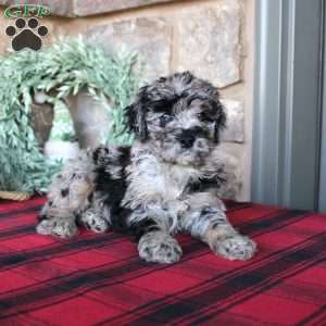 Kale, Mini Labradoodle Puppy