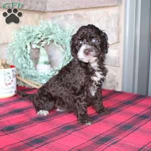 Kat, Mini Labradoodle Puppy