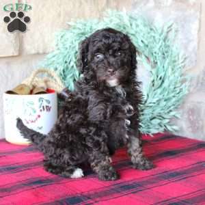 Kendra, Mini Labradoodle Puppy