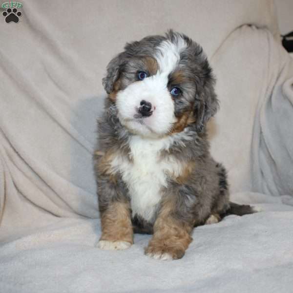 Ember, Mini Bernedoodle Puppy