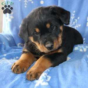 Daisy, Rottweiler Puppy