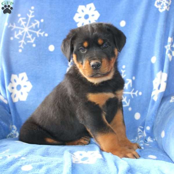 Dan, Rottweiler Puppy