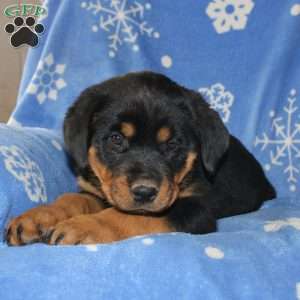 Dolly, Rottweiler Puppy