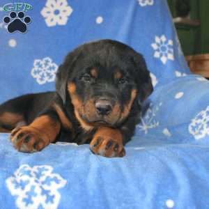 Dora, Rottweiler Puppy