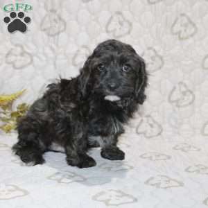 Charlie, Cavapoo Puppy