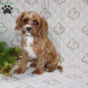 Cody, Cavapoo Puppy