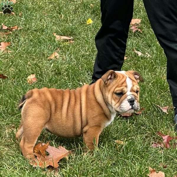 Paris, English Bulldog Puppy