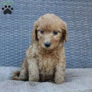 Rosie, Mini Goldendoodle Puppy