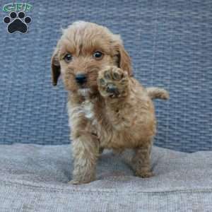 Coy, Mini Goldendoodle Puppy