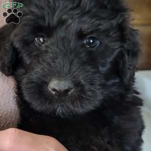 Caspian, Portuguese Water Dog Puppy