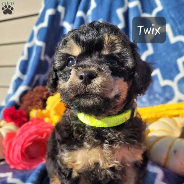 Twix, Miniature Poodle Mix Puppy