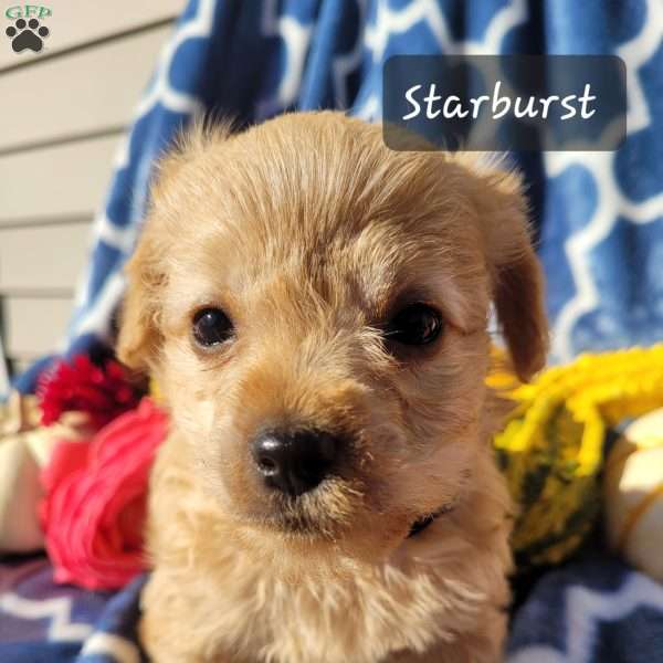 Starburst, Miniature Poodle Mix Puppy