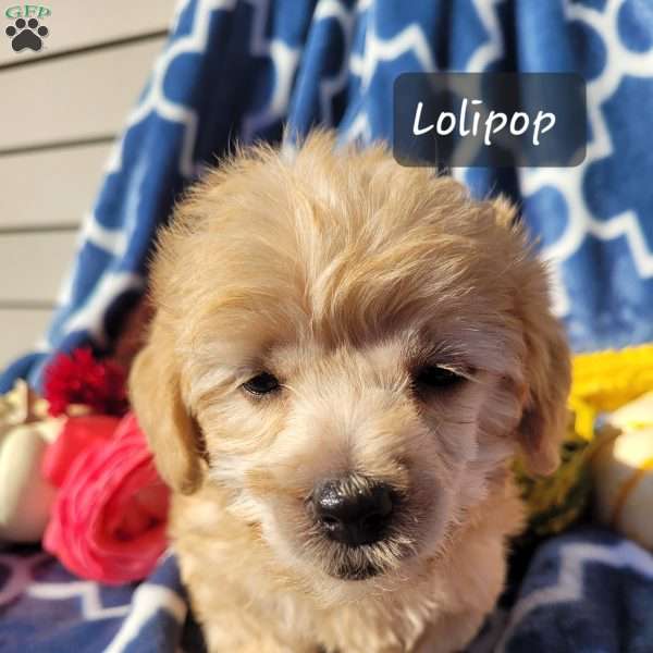 Lolipop, Miniature Poodle Mix Puppy