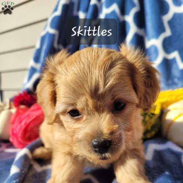 Skittles, Miniature Poodle Mix Puppy