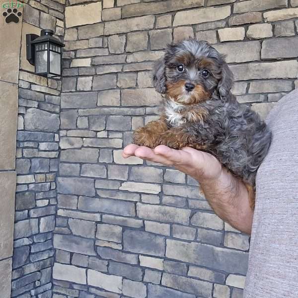 Bart, Cavapoo Puppy