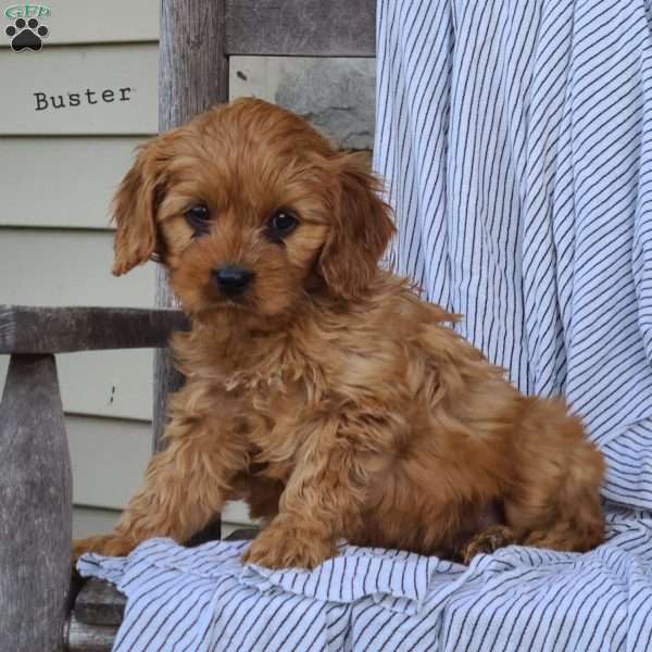 Buster, Cavapoo Puppy