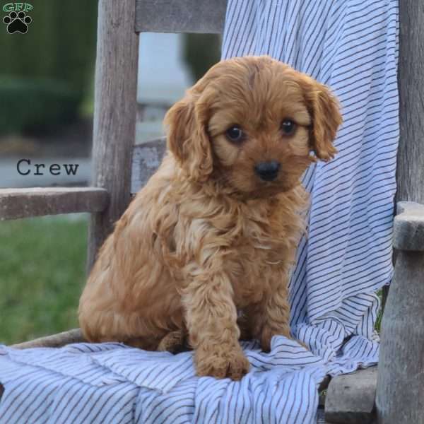 Crew, Cavapoo Puppy