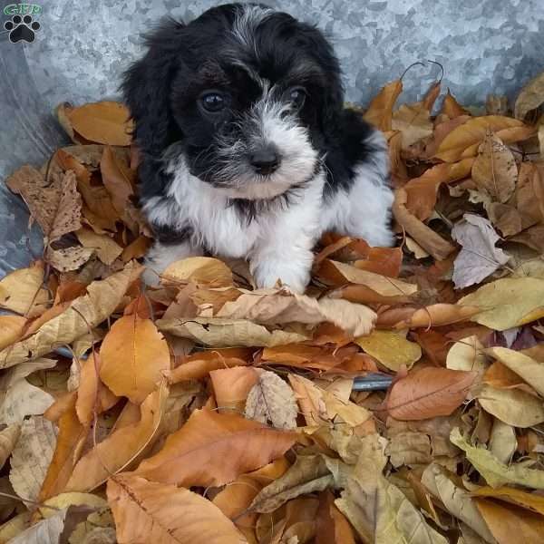 Jack, Cavapoo Puppy