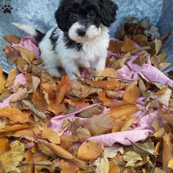 mona, Cavapoo Puppy