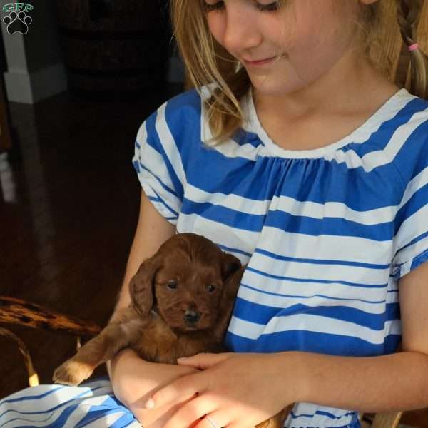 Cinnamon F1B, Cavapoo Puppy