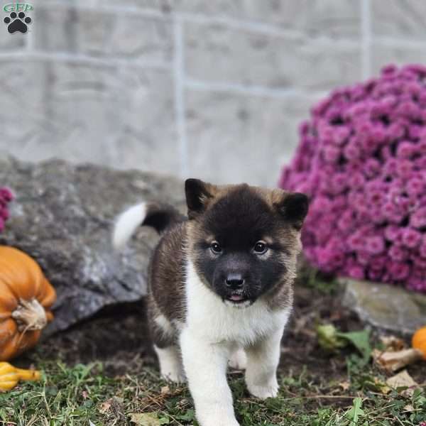 Kasey, Akita Puppy