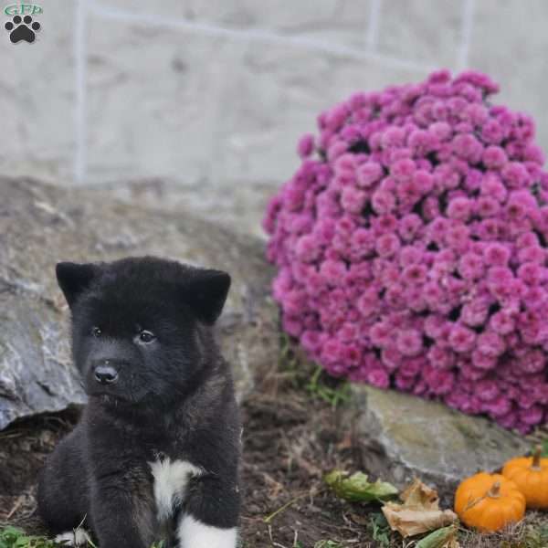 Klaydon, Akita Puppy