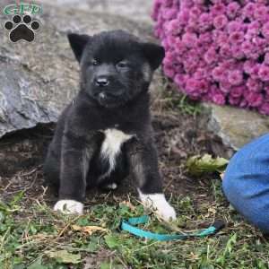 Katelyn, Akita Puppy