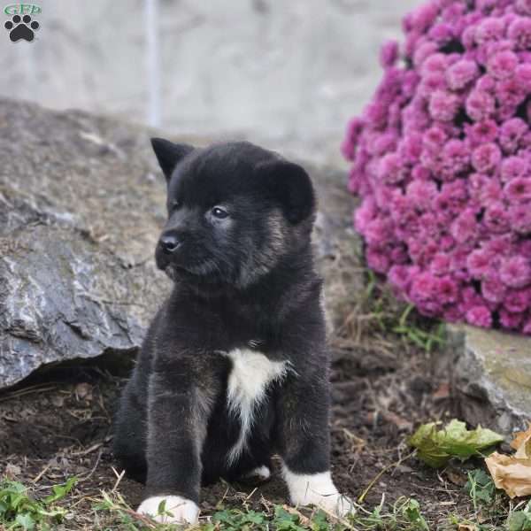 Katelyn, Akita Puppy