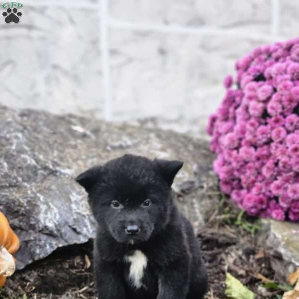 Kaylie, Akita Puppy