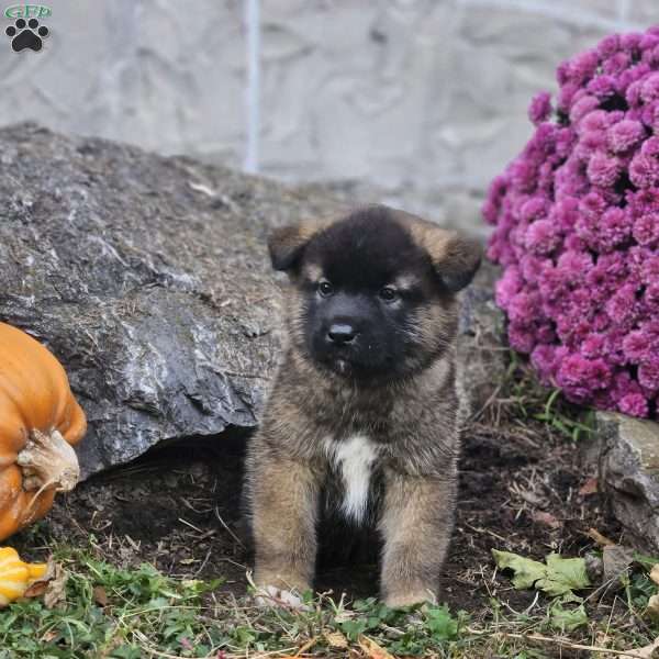 Karl, Akita Puppy