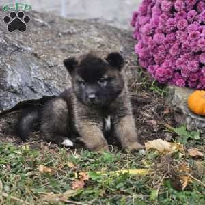 Karilisle, Akita Puppy